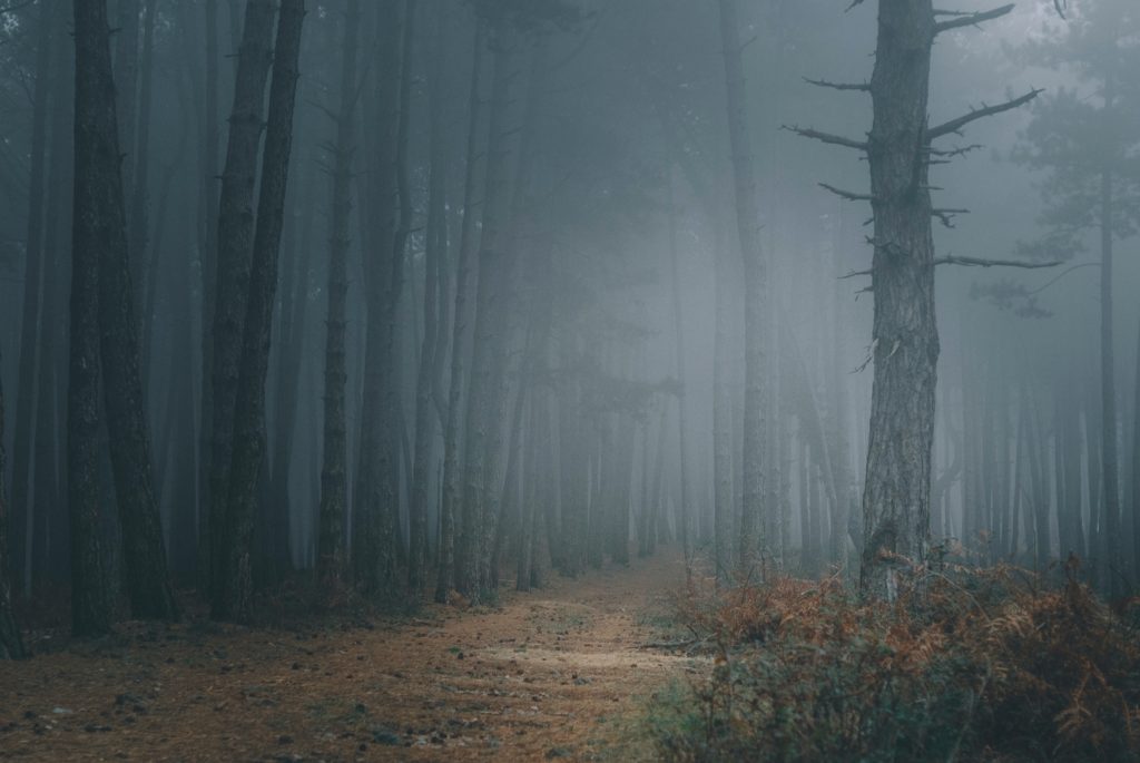 dark forest path | The Four Horsemen of Fear